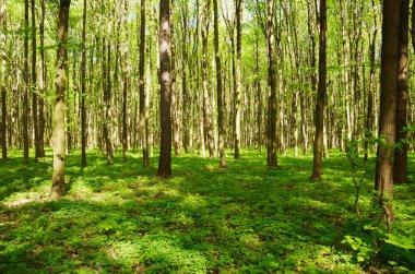 Orman ağaçları. doğa yeşil ahşap güneş ışığı arka planı.