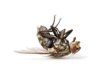 Ölü sinek beyaz arka planda izole edilmiş.