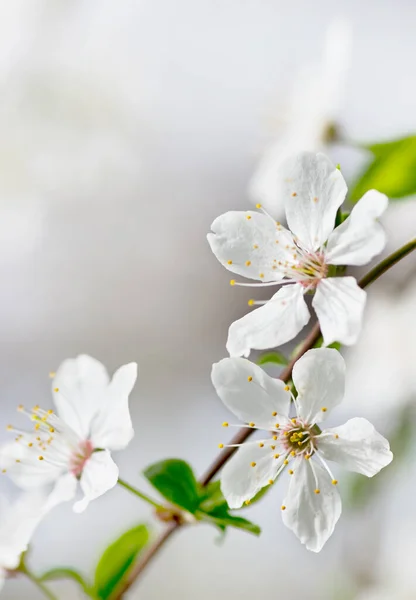 Fiore Ciliegio Bianco Primavera — Foto Stock