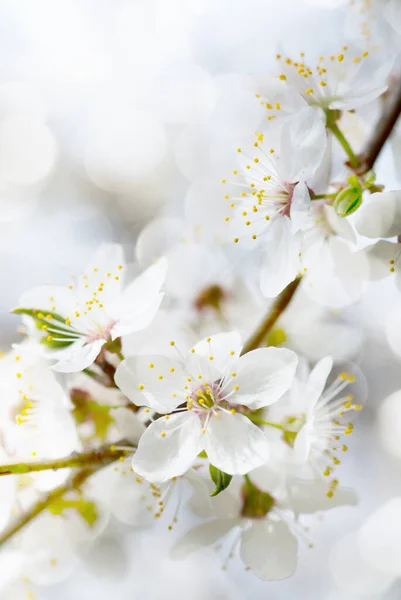 Weiße Kirschbaumblüte Frühling — Stockfoto