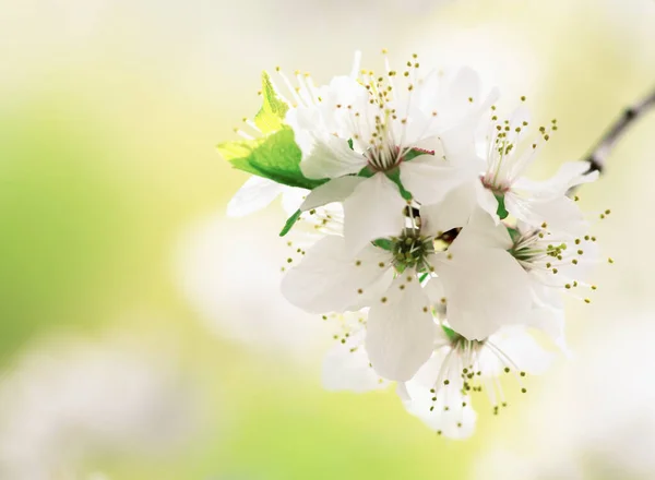 Flor Cerejeira Branca Primavera — Fotografia de Stock