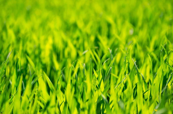 Green Grass Texture Field — Stock Photo, Image