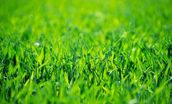 Green Grass Texture Field — Stock Photo, Image