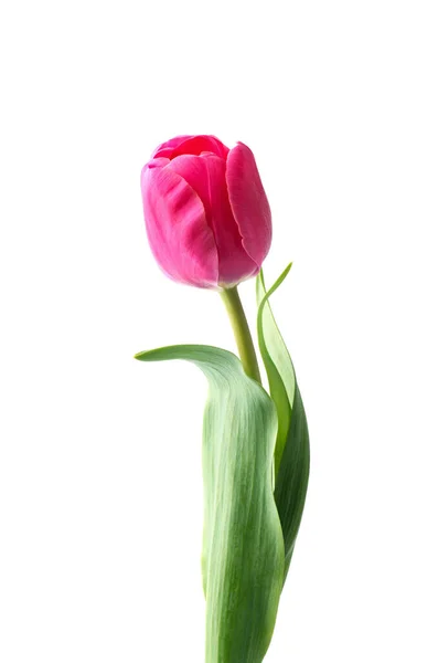 Pink Tulip Flower Isolated White Background — Stock Photo, Image