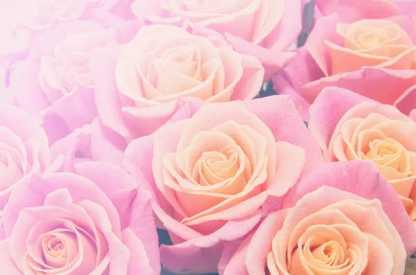 Pastel roses Stock Photos, Royalty Free Pastel roses Images