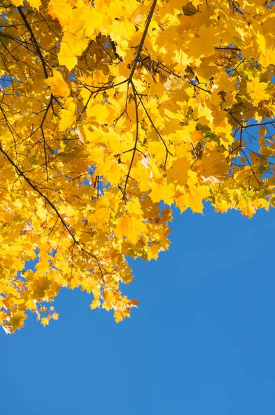 Herfst Bladeren Met Blauwe Lucht Achtergrond — Stockfoto