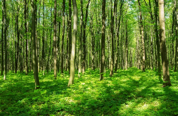 Hermoso Bosque Verde Primavera — Foto de Stock