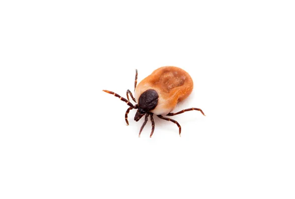 Health Danger Disease Carrier Ticks — Stock Photo, Image