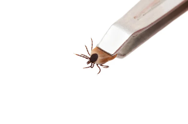 Las Garrapatas Aisladas Sobre Fondo Blanco — Foto de Stock