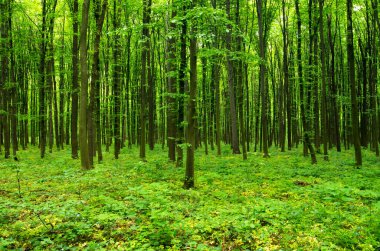 Yeşil orman, bahar zamanı.