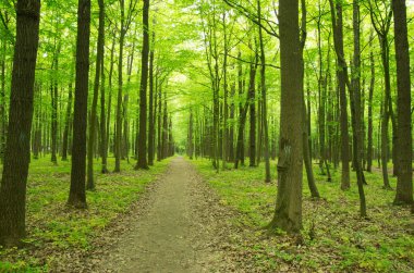 Yeşil ormanda güneş ışığı, bahar zamanı.