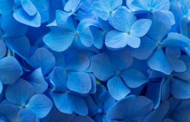 Mavi ortanca arka planı. Hortensiya çiçek yüzeyi.