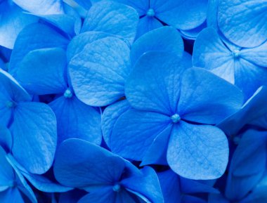 Mavi ortanca arka planı. Hortensiya çiçek yüzeyi.