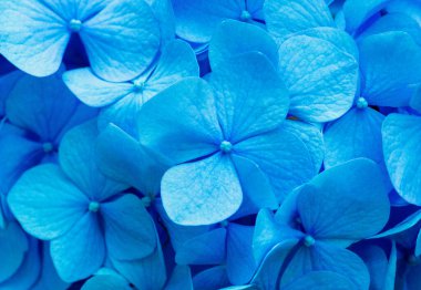 Mavi ortanca arka planı. Hortensiya çiçek yüzeyi.