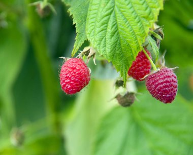 Bahçedeki olgun ahududu yakın plan.