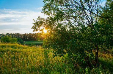 Gün batımında çok güzel bir bitki. Sıcak güneş ışınları turuncu gökyüzünün parlak açıklığında