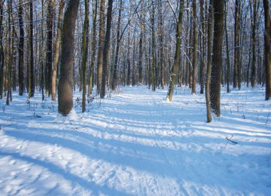 Kış ormanında gün batımı