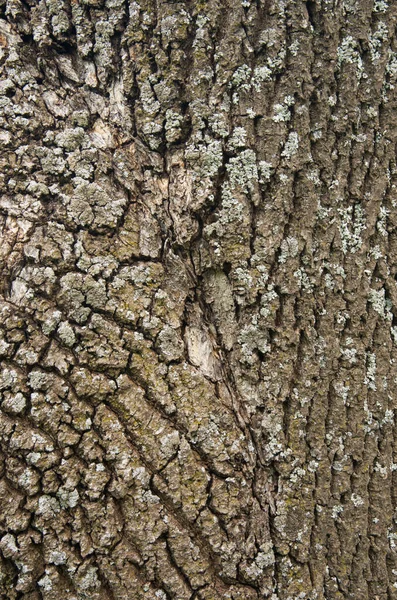 Albero Corteccia Sfondo Texture — Foto Stock