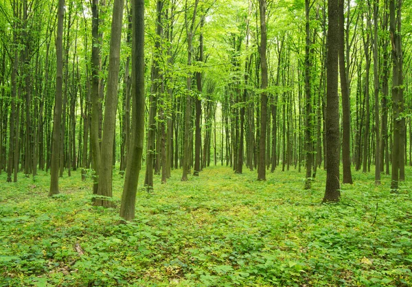 Bosque Matutino Primavera — Foto de Stock