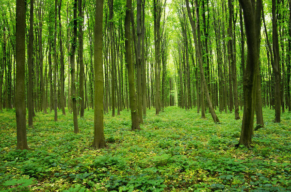 Sunlight in the green forest, spring time