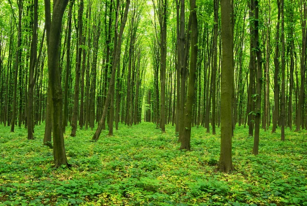 Yeşil Orman Bahar Zamanı — Stok fotoğraf