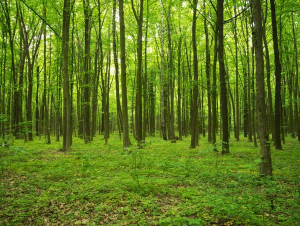 Luz Del Sol Bosque Verde Primavera — Foto de Stock