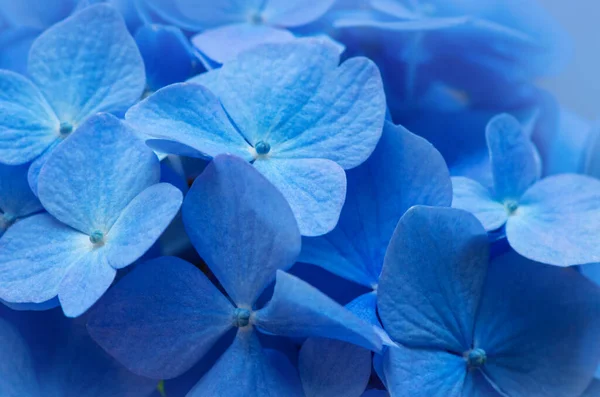 Blauwe Hortensia Achtergrond Hortensia Bloemen Oppervlak — Stockfoto
