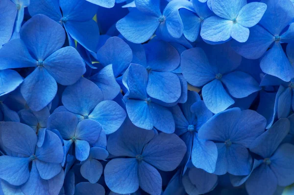 Fondo Blu Ortensia Superficie Dei Fiori Ortensia — Foto Stock