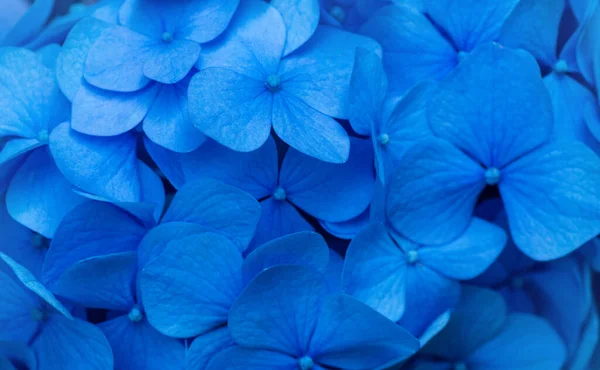 Kék Hydrangea Háttér Hortensia Virágok Felülete — Stock Fotó