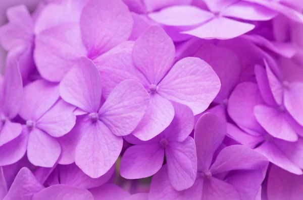 Roze Hortensia Achtergrond Hortensia Bloemen Oppervlak — Stockfoto