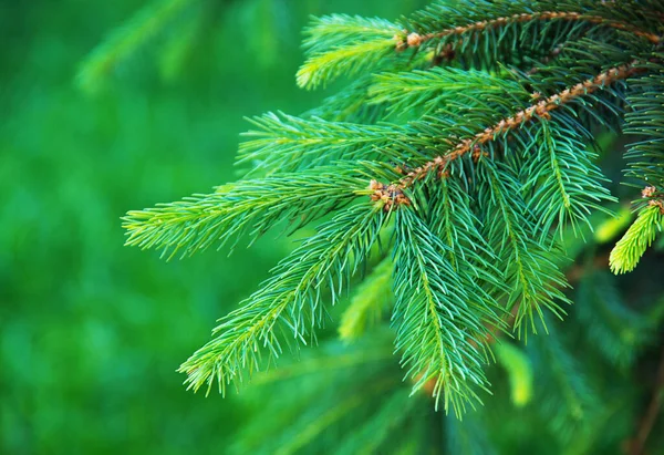 Young Branches Spruce Spring — Stock Photo, Image