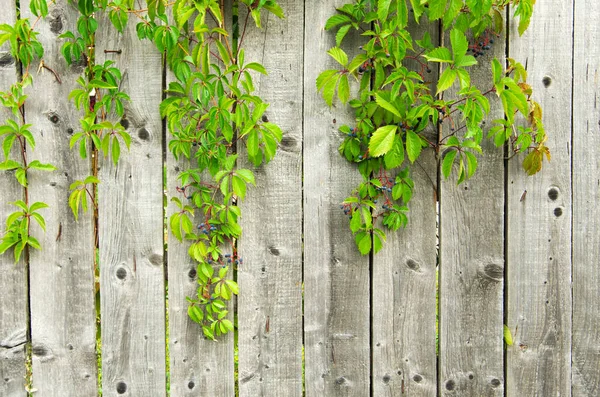 Wooden Fence Background Texture — Stock Photo, Image
