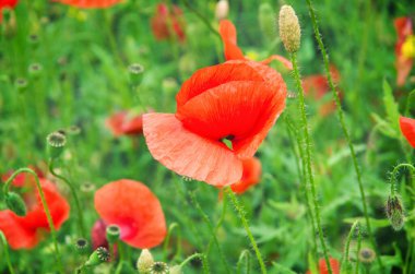 Kırmızı gelincikler yeşil alanda