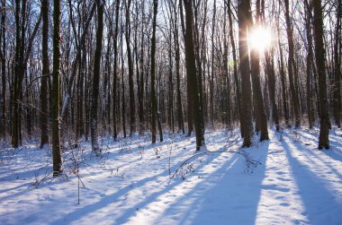 Kış ormanında gün batımı