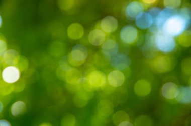 Doğal yeşil yapraklar beyaz arkaplan.