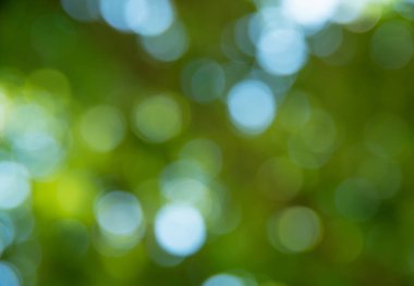 Yeşil bulanık arkaplan ve güneş ışığı