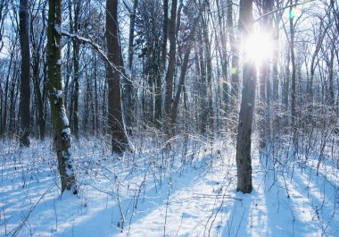 Kış ormanında gün batımı