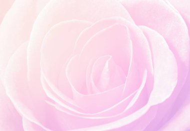 Pembe bir gülün makrosunu kapat.