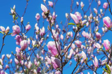 Baharda çiçek açan Magnolia ağacı