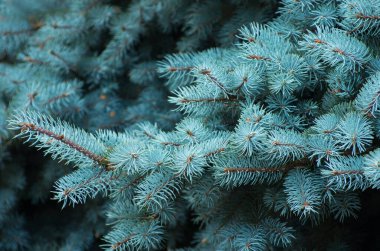 Yeşil arka planda mavi ladin dalları