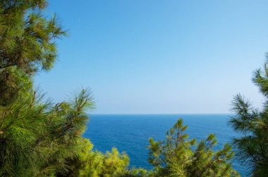 Turkuaz deniz zeminli çam ağacı dalları Akdeniz doğası