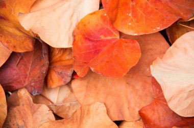 sonbahar yaprakları arkaplan dokusu