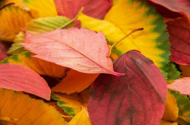 Renkli sonbahar yaprakları grubu