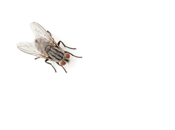 Fliegen Isoliert Auf Einem Weißen — Stockfoto