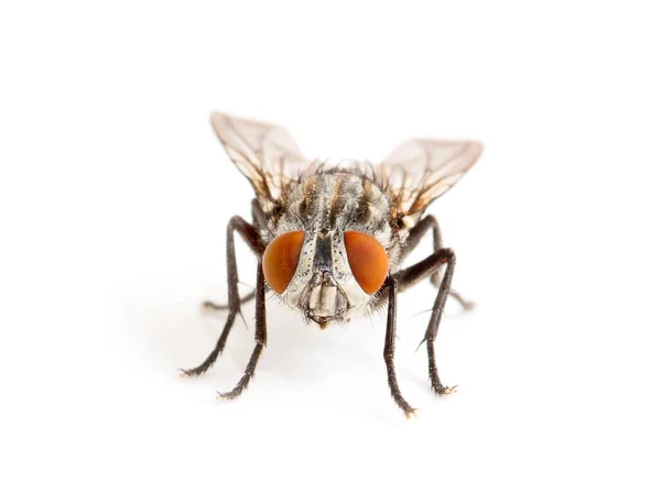 Mosca Aislada Sobre Blanco — Foto de Stock