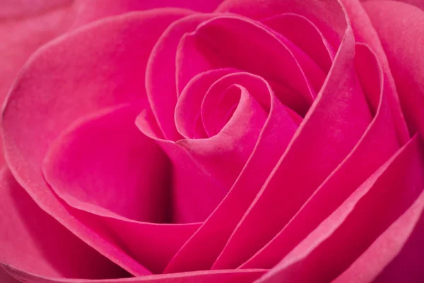 Fechar Macro Uma Rosa Rosa — Fotografia de Stock