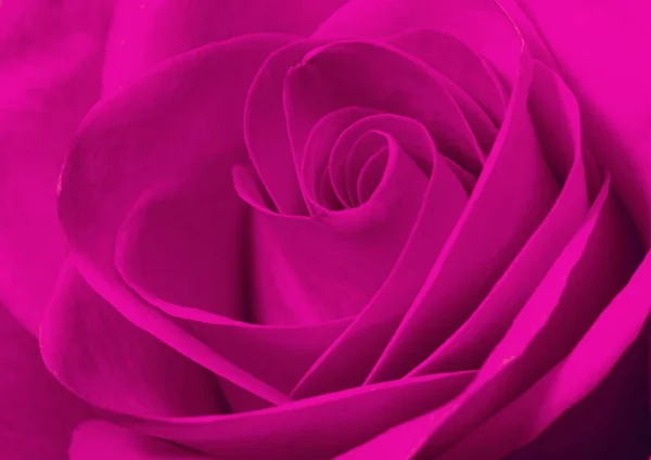 Gros Plan Macro Une Rose Rose — Photo