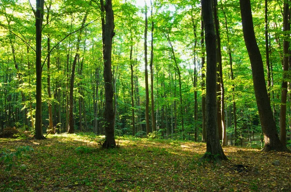 Des Arbres Forestiers Nature Vert Bois Lumière Soleil Milieux — Photo