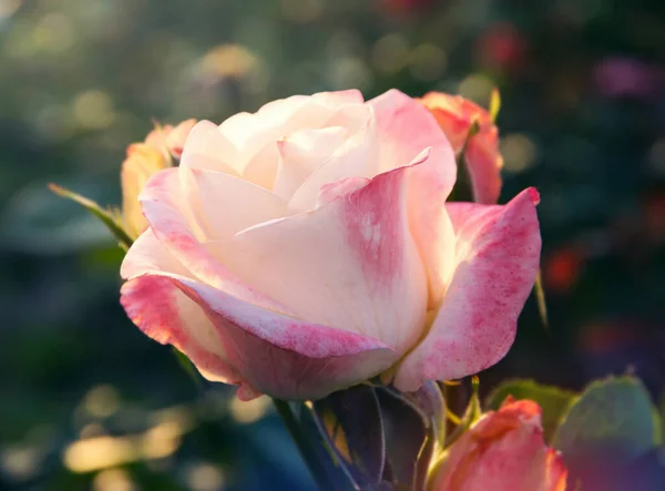 Nahaufnahme Der Gartenrose — Stockfoto