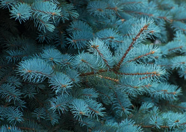 Branches Épinette Bleue Sur Fond Vert — Photo